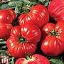 Tomato Gourmandia F1 Hybrid Seeds