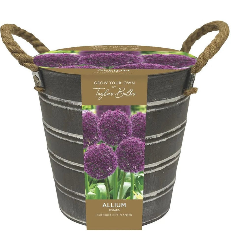 Allium Bucket Outdoor