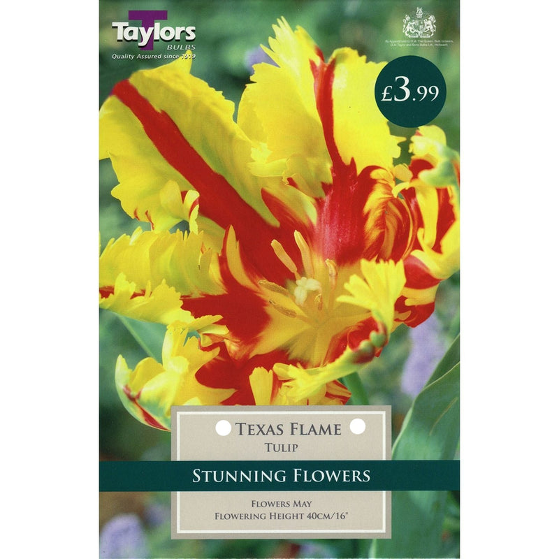 Tulip Texas Flame