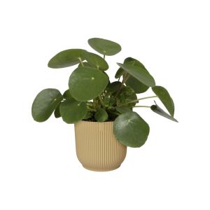 Vibes 14cm Indoor Pot Butter Yellow