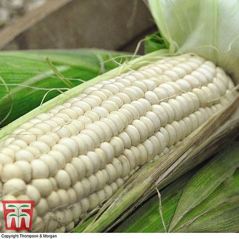 Sweetcorn White Lady Seeds