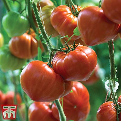 Tomato Gourmandia F1 Hybrid Seeds